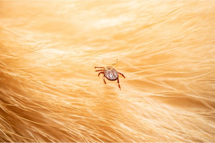 Mastering Dust Mite Control: Essential Techniques for a Healthier Home